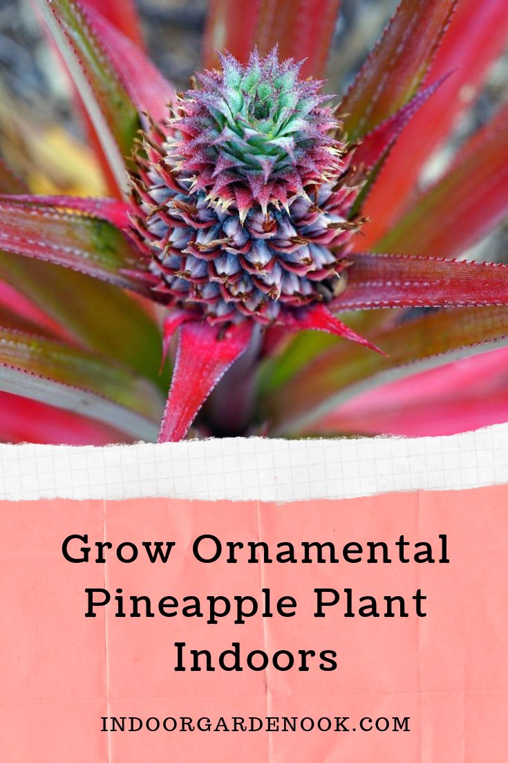 Pineapple plant care