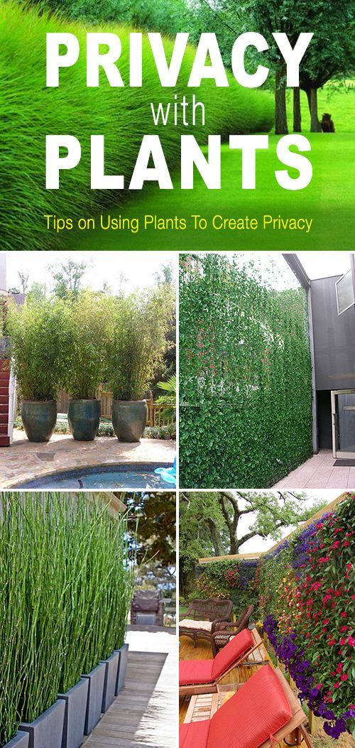 Landscape Design Ideas 51 front yard and backyard landscaping ideas landscaping designs Privacy With Plants Landscape Design Ideas 24 beautiful backyard landscape design ideas 1 Privacy With Plants