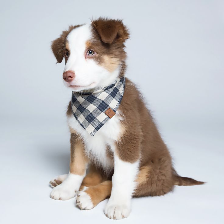 Bandana Check Dark Blue Beige Dog Christmas Outfits Amazon