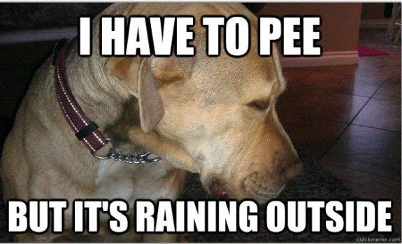 Dog Won T Stop Pooping And Peeing In House Dog Won T Stop Pooping And Peeing In House