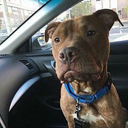 Pin On Pit Bull Pics