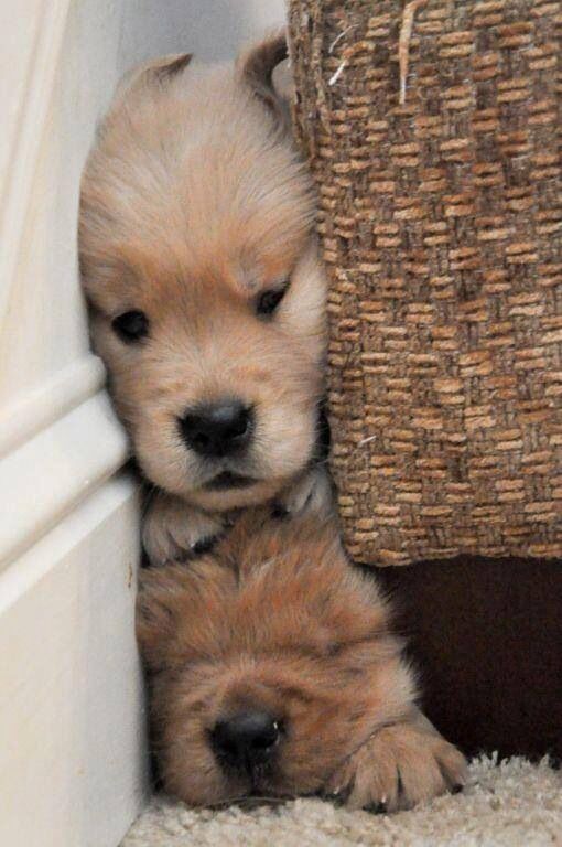 golden retriever puppies doing things best 25 golden retriever puppies ideas on retriever puppy golden puppy golden retriever puppies doing things best 25 golden retriever puppies ideas on retriever puppy golden puppy