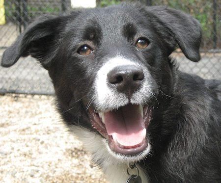 border collie puppies near me the 25 best border collie lab mix ideas on border collie mix puppies lab border collie puppies near me the 25 best border collie lab mix ideas on border collie mix puppies lab