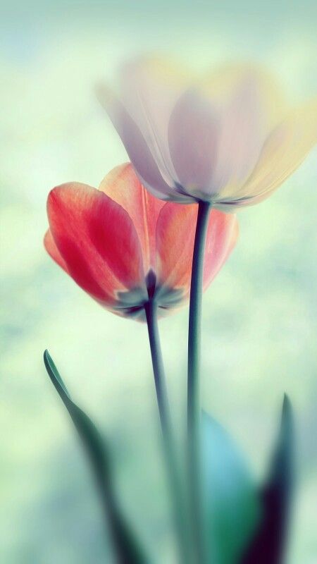 Flower, nature, flowers, wallpaper, iPhone, clean, beauty, colour, peaceful, cal... | Abstract HD Wallpapers 5 Flower, nature, flowers, wallpaper, iPhone, clean, beauty, colour, peaceful, cal... | Abstract HD Wallpapers 5