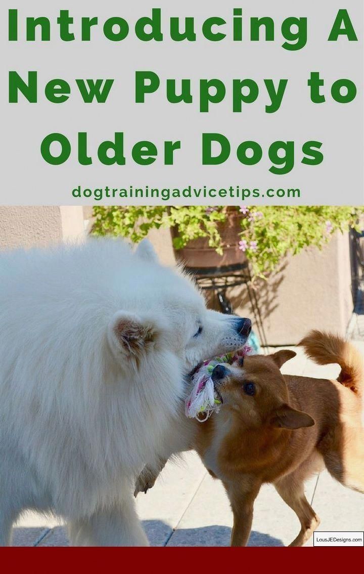 Pin On Furry Friends