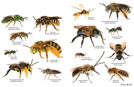 5Stücke Biene Trinkbrunnen Bienen Insekten Queen Bee Wasser Fütterung Ausrüstung 5Stücke Biene Trinkbrunnen Bienen Insekten Queen Bee Wasser Fütterung Ausrüstung