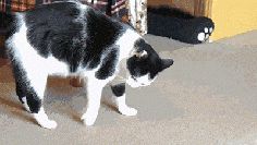 31 Cats You Won't Believe Actually Exist 31 Cats You Won't Believe Actually Exist