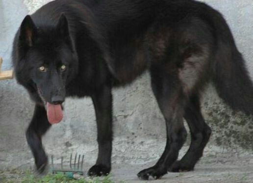 15 Most Popular German Shepherd Mix Dogs German Shepherd Dogs