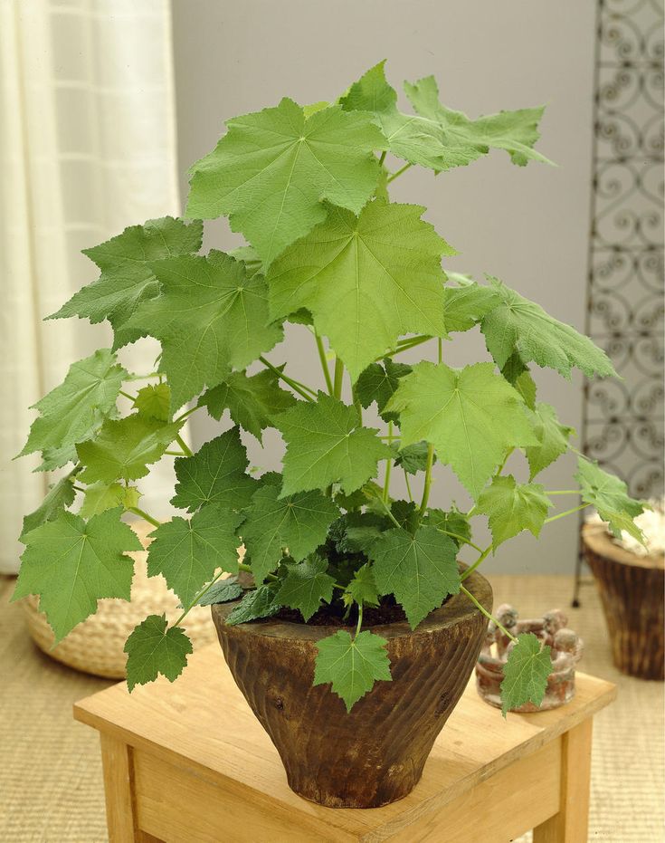 141 best Indoor Pflanzen, Pflege, Tipps images on Pinterest - tipps pflege pflanzen wintergarten 141 best Indoor Pflanzen, Pflege, Tipps images on Pinterest - tipps pflege pflanzen wintergarten