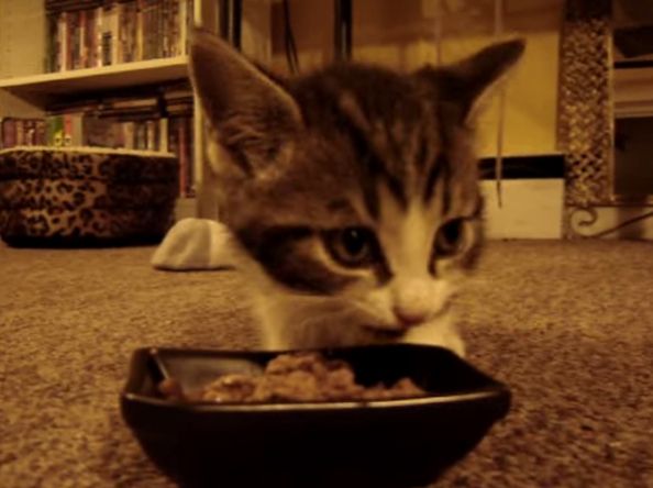 Which Cat Foods Contain Human Grade Protein Which Cat Foods Contain Human Grade Protein