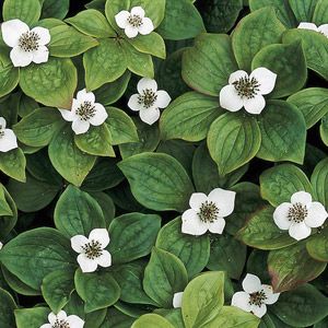 Best 25 Ground Cover Flowers Ideas On Pinterest Covering Best 25 Ground Cover Flowers Ideas On Pinterest Covering Plants And Purple Flowering Tree