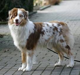 6 month old mini australian shepherd best 25 aussie dogs ideas on pinterest mini aussie mini aussie 6 month old mini australian shepherd best 25 aussie dogs ideas on pinterest mini aussie mini aussie