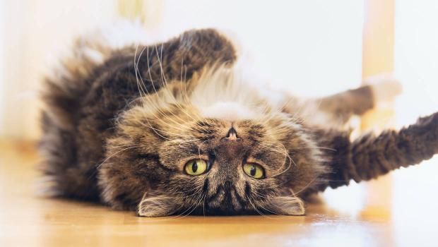 Instapic Animalerie Chien Chat Petstore Petsupplies Comportement Chat Chat Fou Faits De Chat Instapic Animalerie Chien Chat Petstore Petsupplies Comportement Chat Chat Fou Faits De Chat