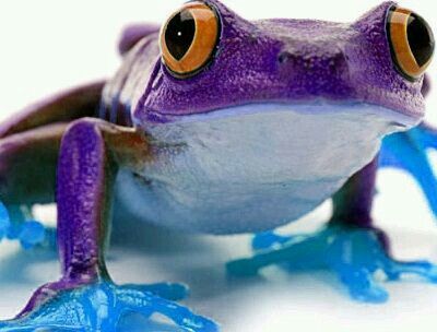 80 best Frösche images on Pinterest Frogs, Lizards and Reptiles - fresh coloring pages tree frog 80 best Frösche images on Pinterest Frogs, Lizards and Reptiles - fresh coloring pages tree frog