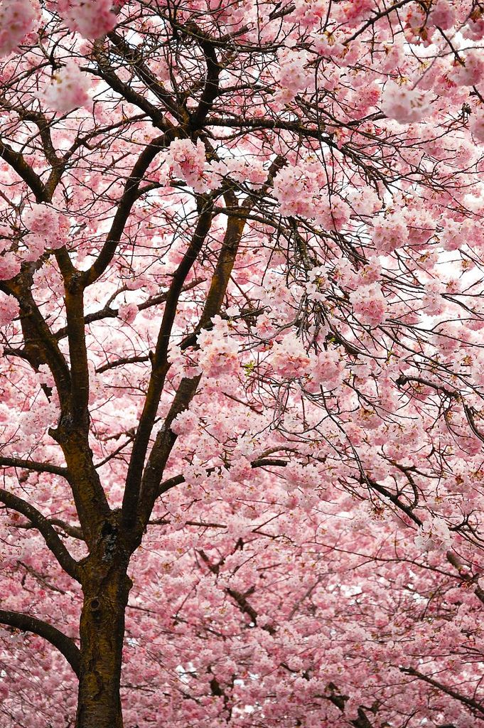 We went to the Cherry Blossom Festival at Waterfront Park on Sunday. There were ...