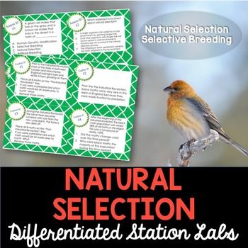 How Do Mutations Play A Role In Natural Selection How Do Mutations Play A Role In Natural Selection