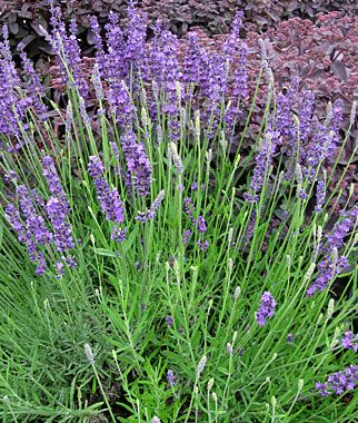 ✔️17+ Perennial flowers lavender - ideas Latest 3 a8f49b49d112e0457db30a21eca8dcb2 growing lavender lavandula angustifolia