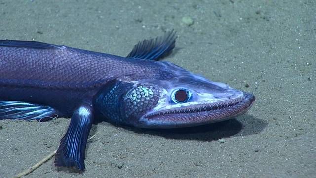 Deep Sea Explorers Find Mysterious Creatures And One Horror Off