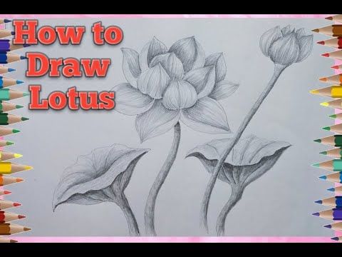 How to Draw Lotus Flower | Easy Lotus Drawing - YouTube | Lotus ...