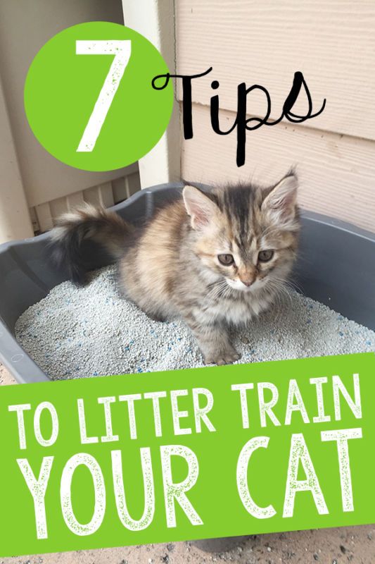 How Do You Litter Train An Outdoor Cat How Do You Litter Train An Outdoor Cat