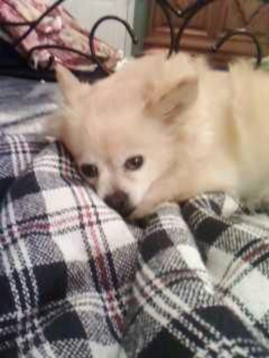 177 best *LOST \ FOUND PETS IN SC* images on Pinterest Bridge - craigslist greenville 177 best *LOST \ FOUND PETS IN SC* images on Pinterest Bridge - craigslist greenville