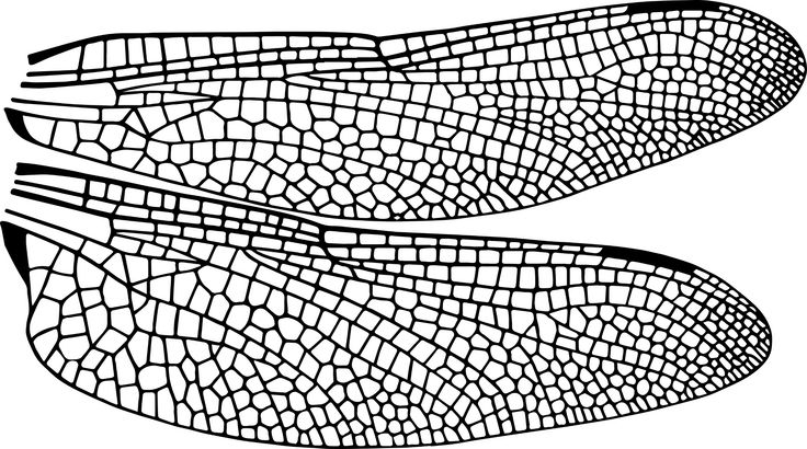 Drawing Dragon Wings 28 Free Image on Pixabay - Dragonfly, Wing, Wings, Insect, Bug ...
