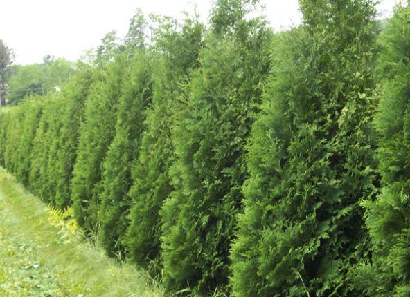 احسن 10 اشجار تصلح كمصدات الرياح لبساتين الفاكهة Landscape Nursery Shed Landscaping Landscape Design