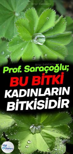 Prof. Dr. Saraçoğlu derki; Bu Bitki Kadınların Bitkisidir..