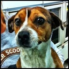 Dog Patch Pet Store Naperville Illinois Dog Patch Pet Store Naperville Illinois