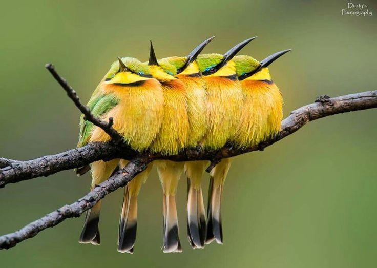 Pin on Birdies