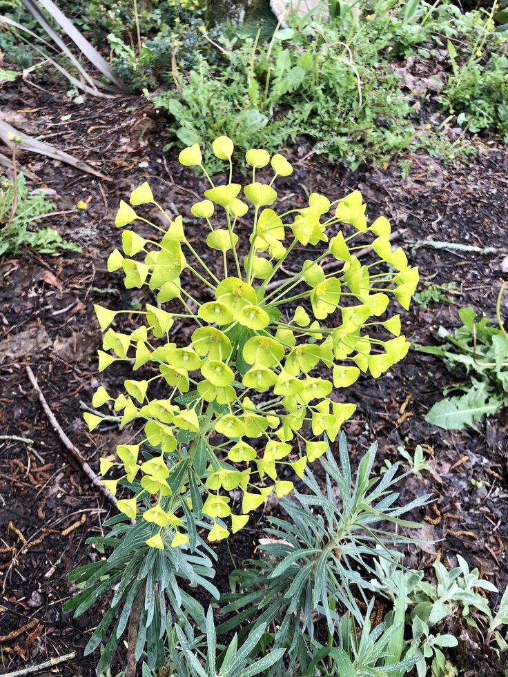 Neat plant. Bainbridge island WA Plants, Plant fungus, Bainbridge island
