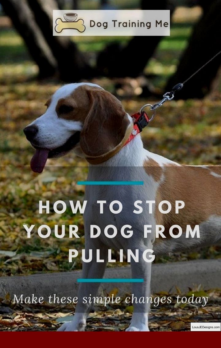 Tips On Training A Dog To Pee Outside And Pics Of How Do You Train