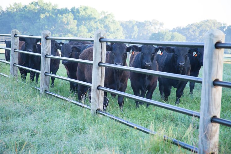 Pin On Priefert Ponderosa Fence how-to-pick-the-best-fence-for-cattle-agdaily