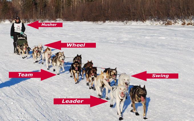 Mushing 101 Musher Dog Sledding Iditarod