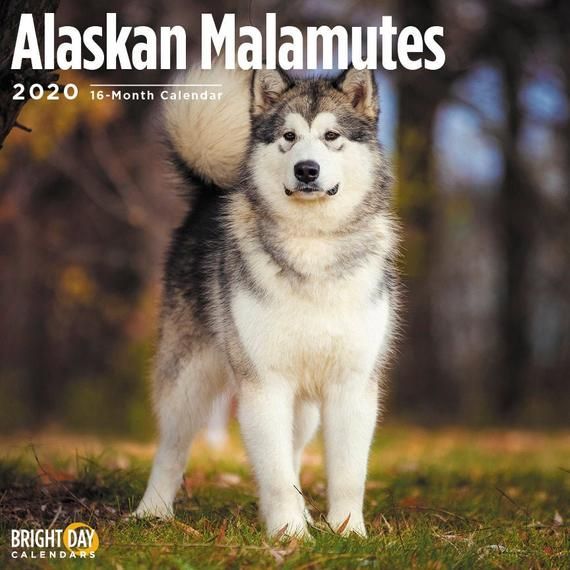 United Pet Group Voluntary Recalls Multiple Brands Of Rawhide Chew