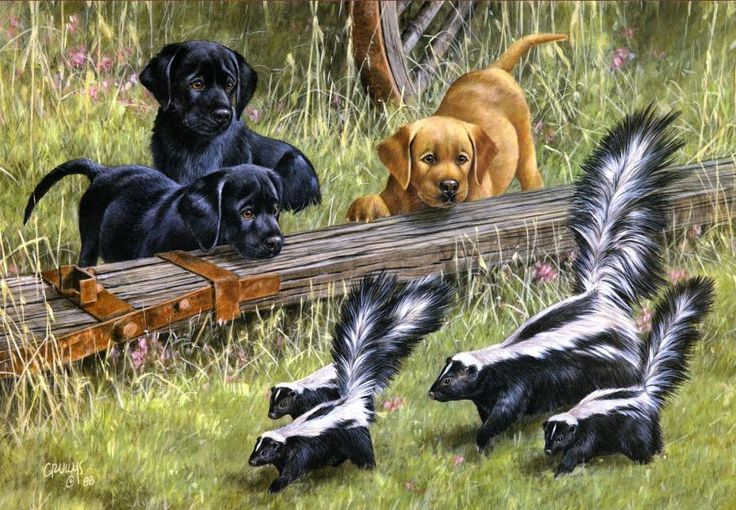How To Get Rid Of Skunk Smell On Dogs Breath How To Get Rid Of Skunk Smell On Dogs Breath