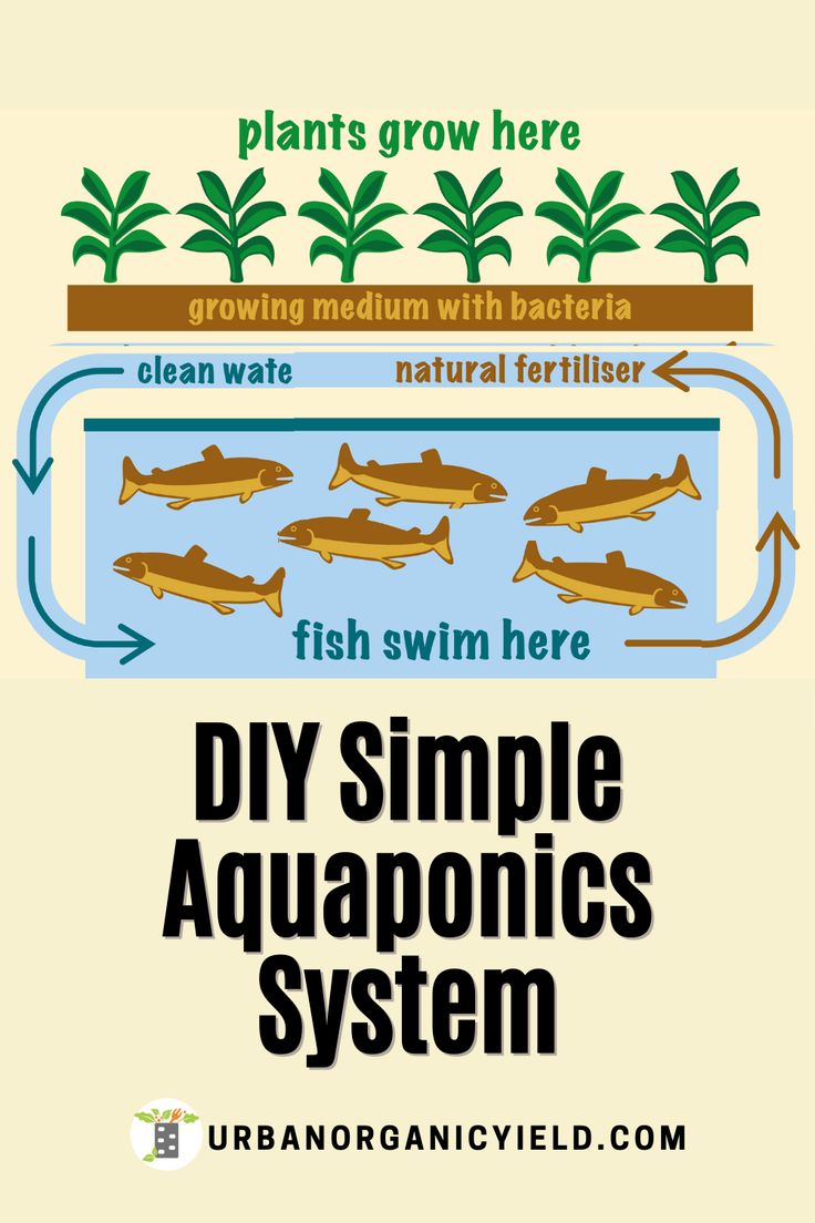 DIY Small Aquaponics System Aquaponics Hydroponics Aquaponics fish
