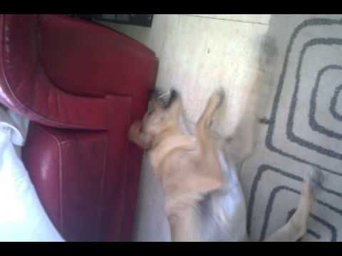 Treating Feline Distemper Naturally Treating Feline Distemper Naturally