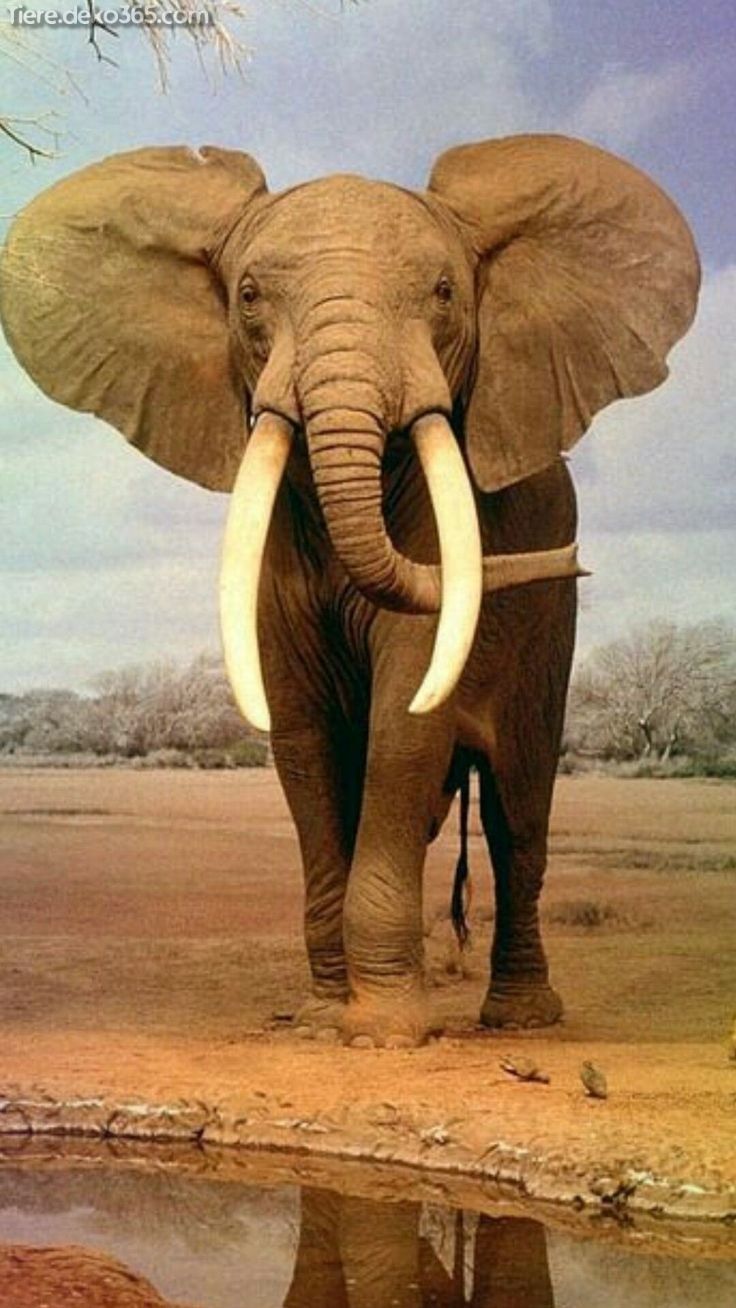 Atemberaubende Beste Elefantenfotografie Animals Majestic Animals Elephant Photography