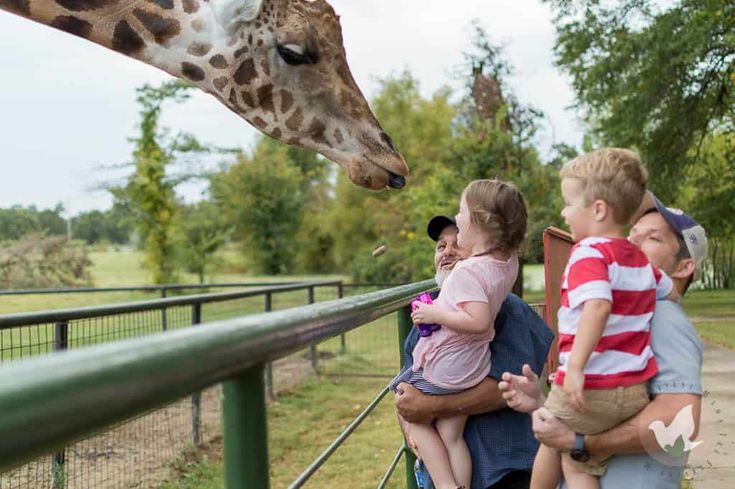 drivethrough zoo near branson missouri Ami Talbert