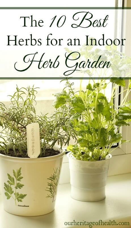 10 Best Herbs For An Indoor Herb Garden Herbal First Aid These 10 Easy To Grow Herbs Are Perfect For An Indoor Herb Garden So You Can Have Fresh All Year Long
