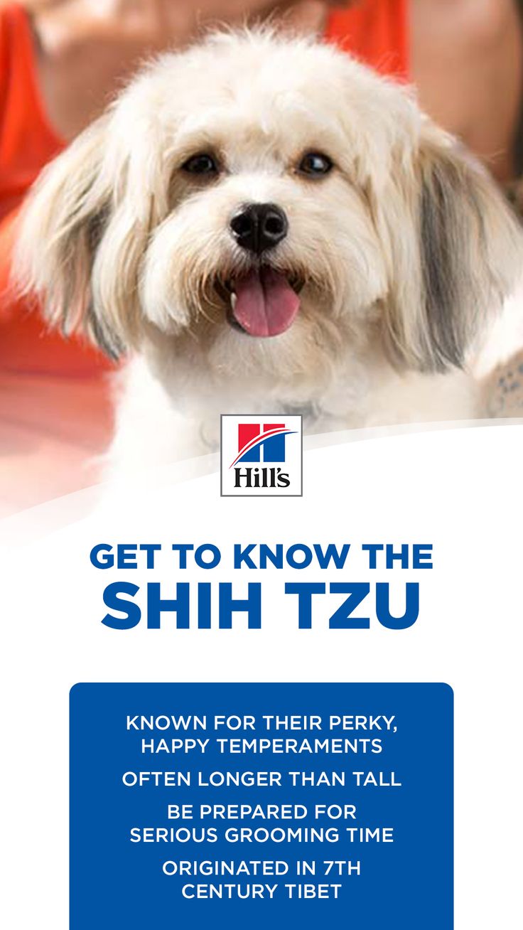 Hill science diet shih tzu clearance