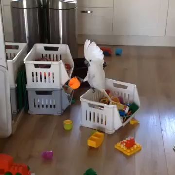 Parrot plays with my child's tools