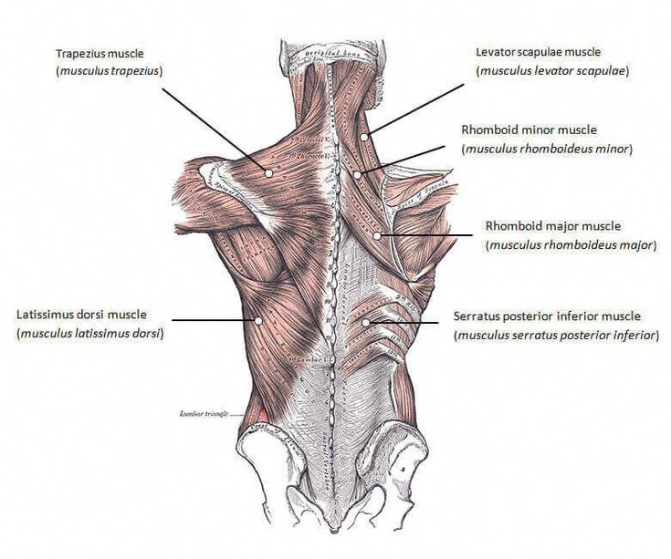 back muscles anatomy #ManageBackPain | Muscle groups to workout, Good