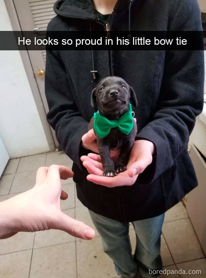 30 Funny And Cute Dog Snapchats That Will Hopefully Make Your Day