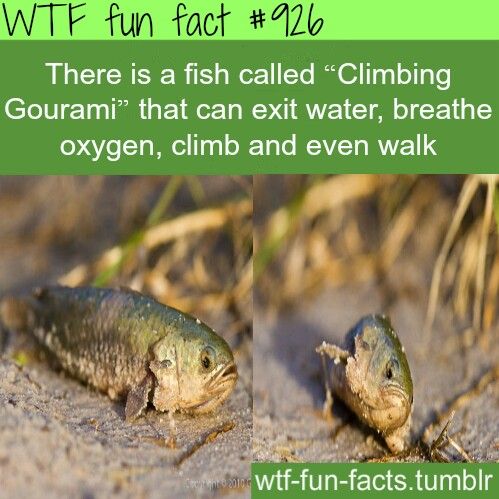 9 weirdest facts about boobs 7
