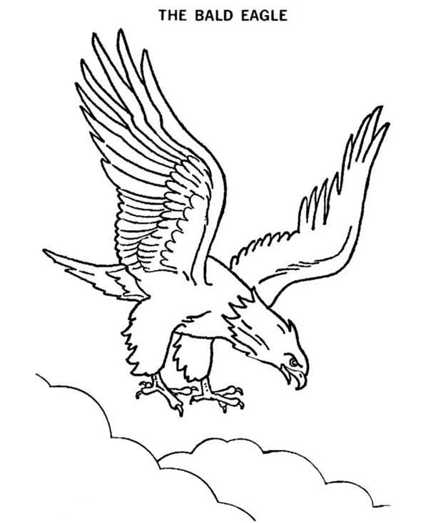 haliaeetus leucocephalus filigrana con papel coloracin adulta pginas para colorear guilas trabajo del cuero