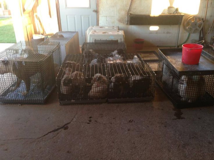 amish puppy mills pa 88 best puppy mills images on puppy mills pet store puppies and puppies amish puppy mills pa 88 best puppy mills images on puppy mills pet store puppies and puppies
