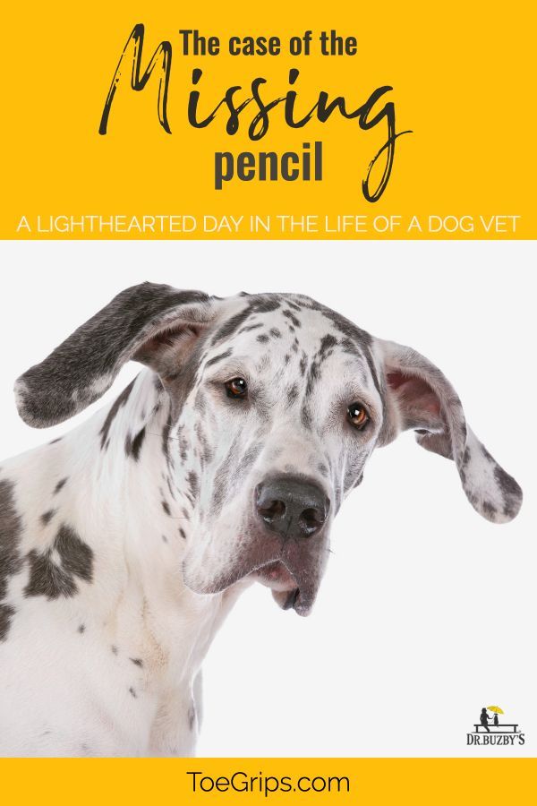 A Day In The Life Of A Vet The Mystery Of The Missing Pencil And