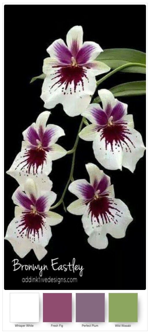 Stampin’ Up! Colour Combos for Paper Orchids – Part B